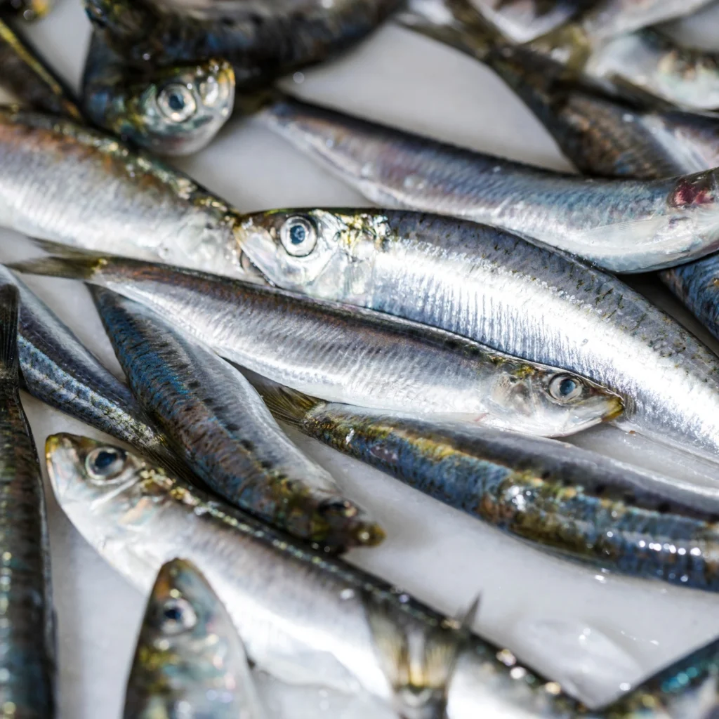 sardines in tomato sauce recipe