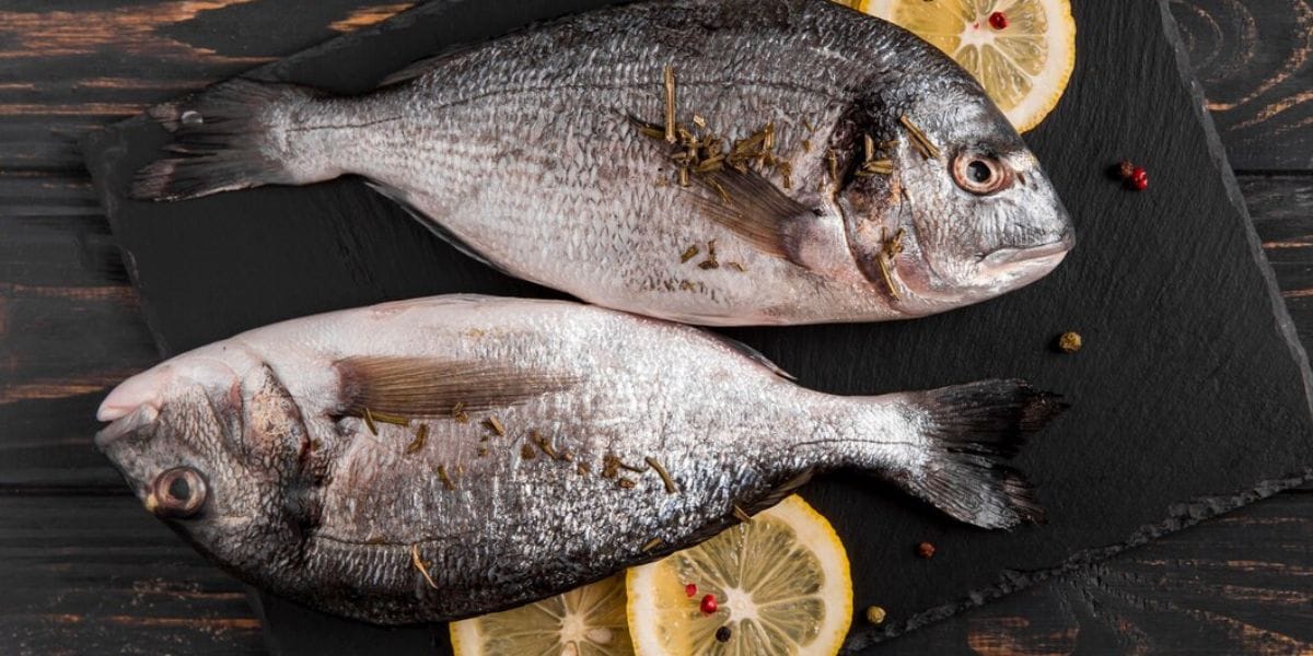 Sea Bream